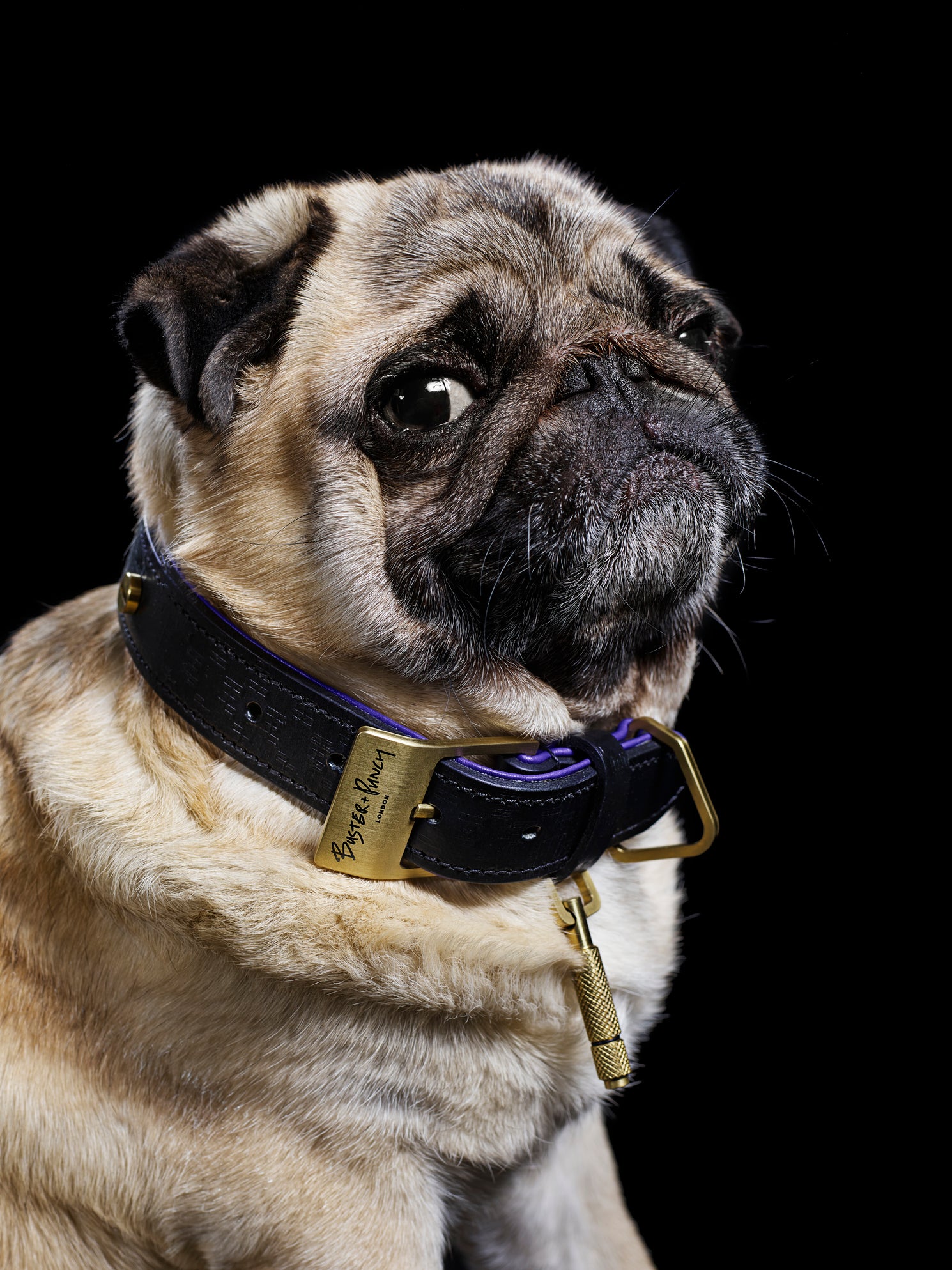 Lille hund iført hundehalsbånd i sort og lilla læder med detaljer i messing, på sort baggrund.