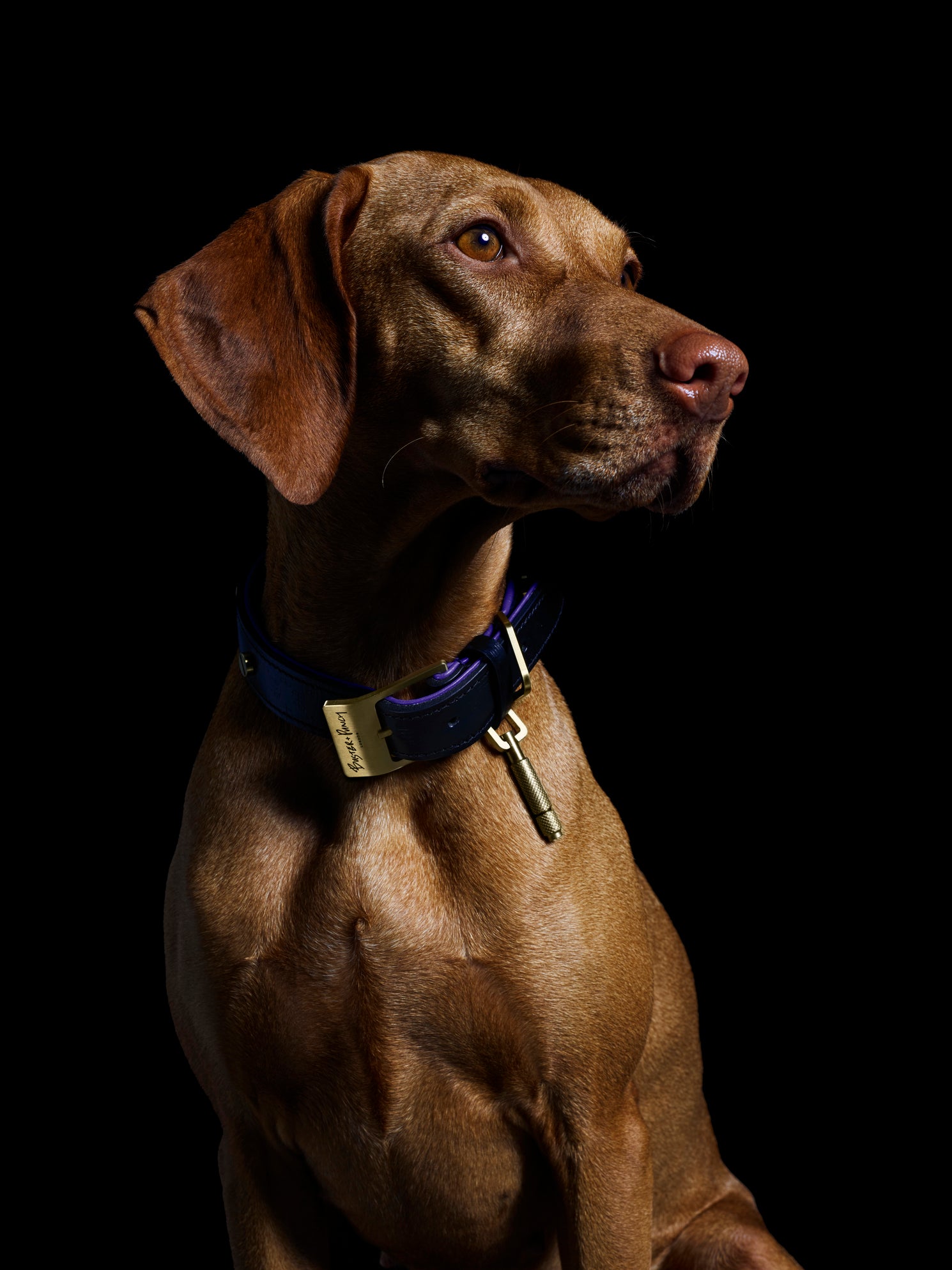 Stor brun hund iført hundehalsbånd i sort og lilla læder med detaljer i messing, på sort baggrund.