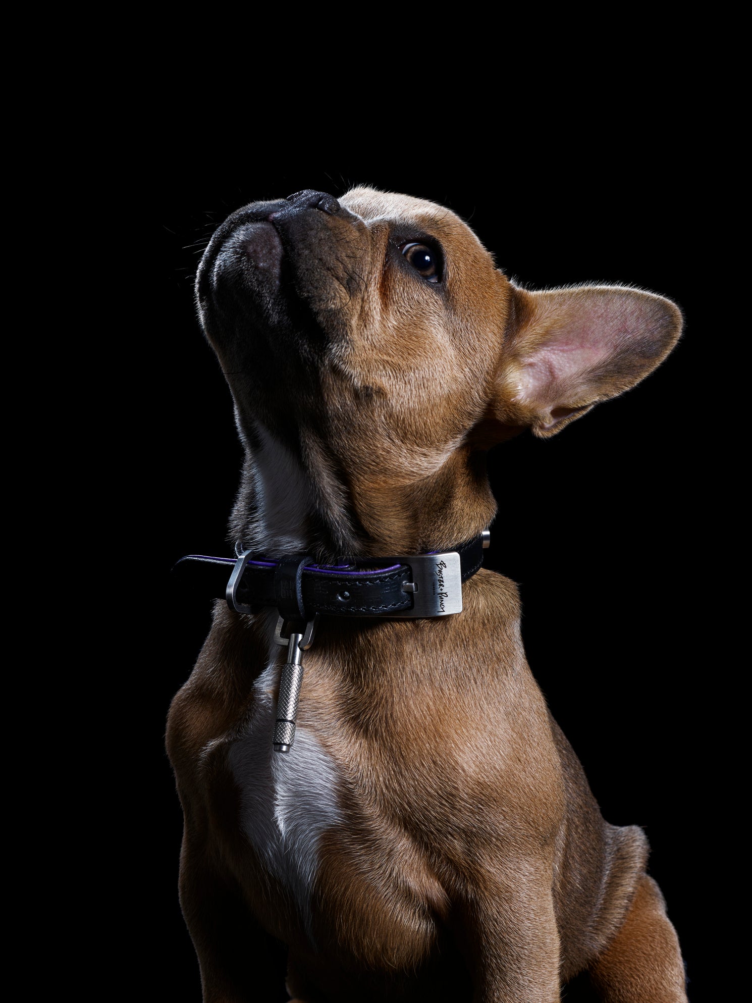 Lille brun hund iført hundehalsbånd i sort og lilla læder med detaljer i stål, på sort baggrund.