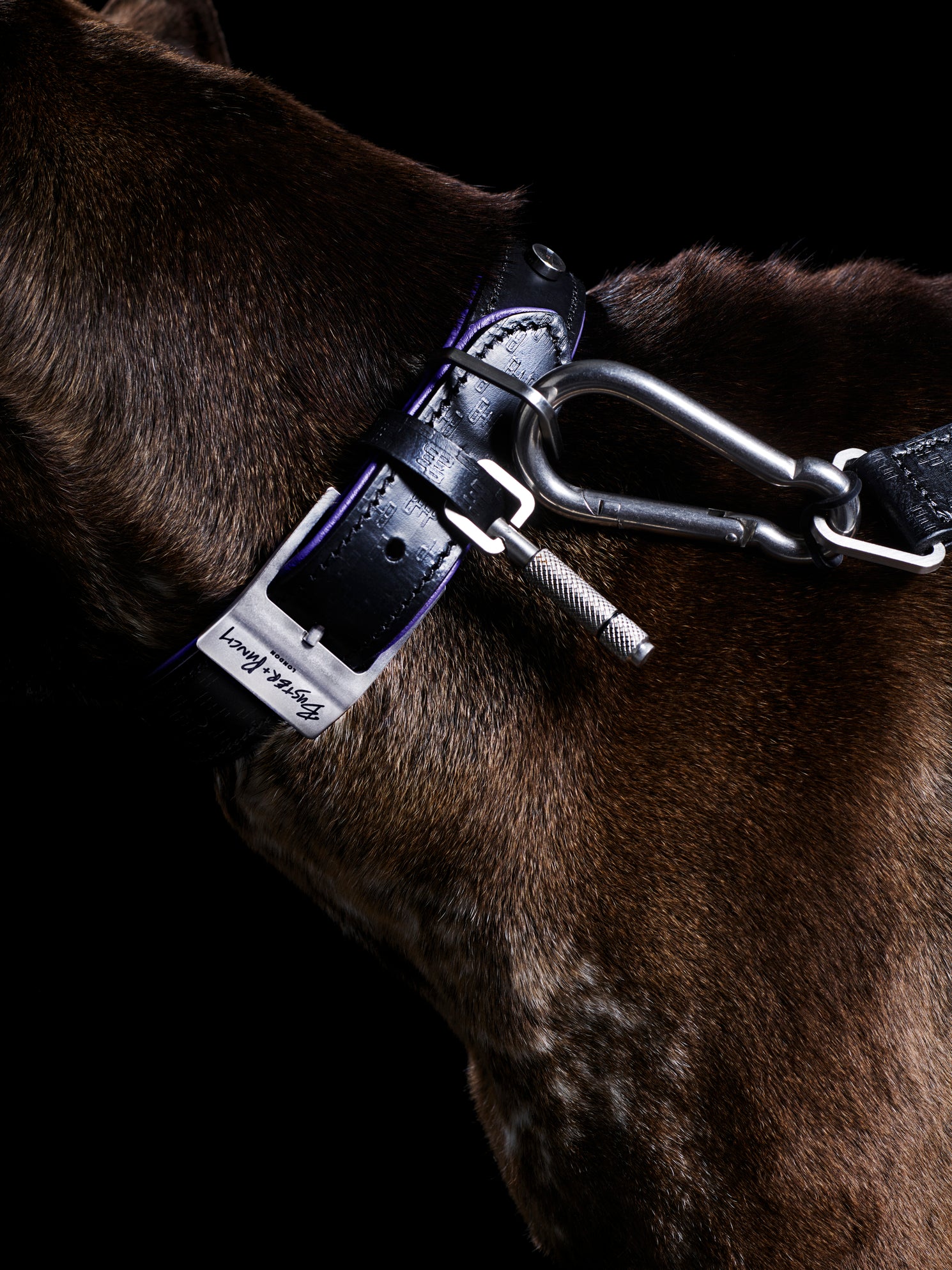 Detaljer af hundesnor i sort og lilla læder med detaljer i stål, på sort baggrund.