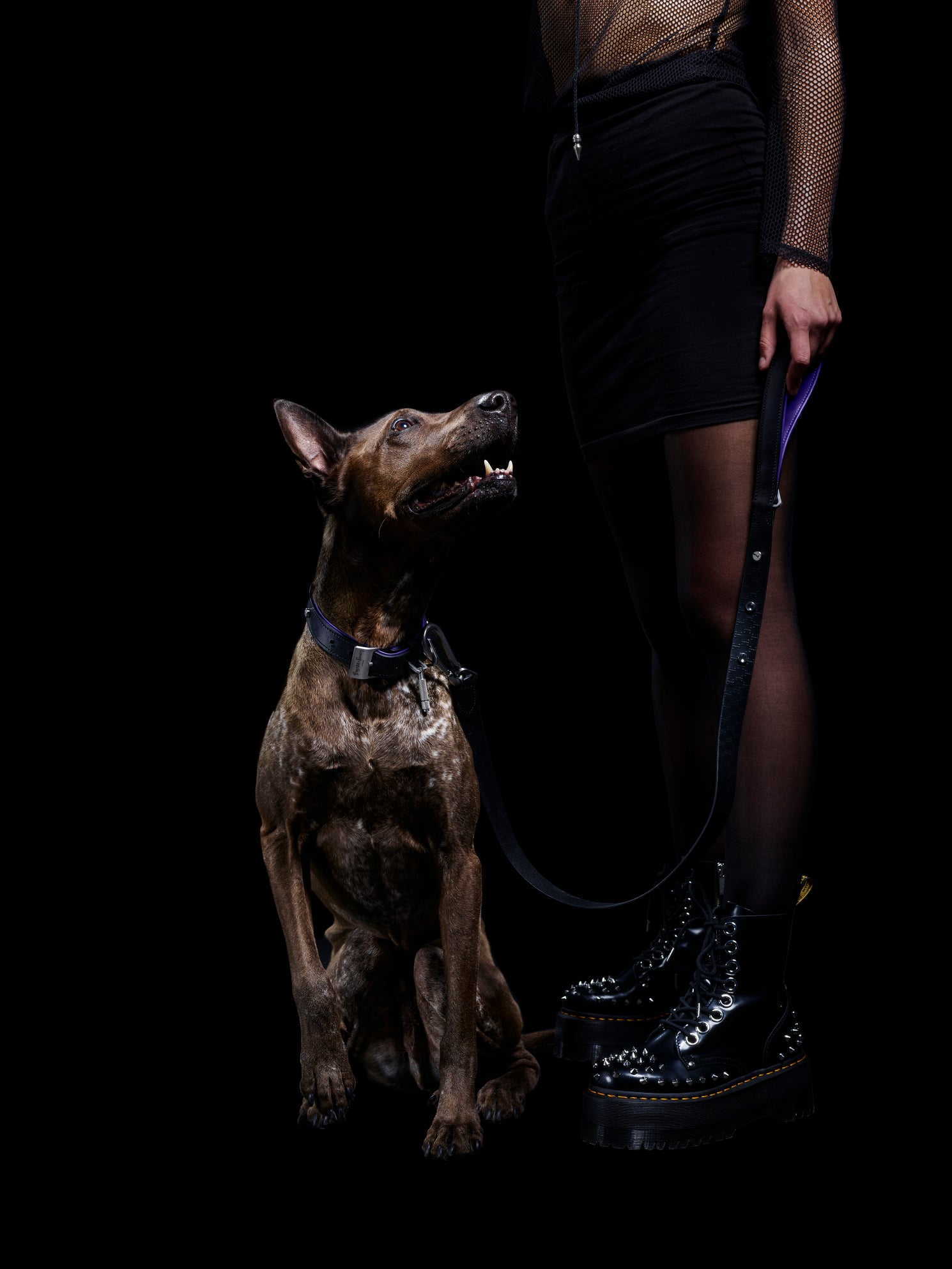 Stor brun hund iført hundesnor i sort og lilla læder med detaljer i stål, på sort baggrund.